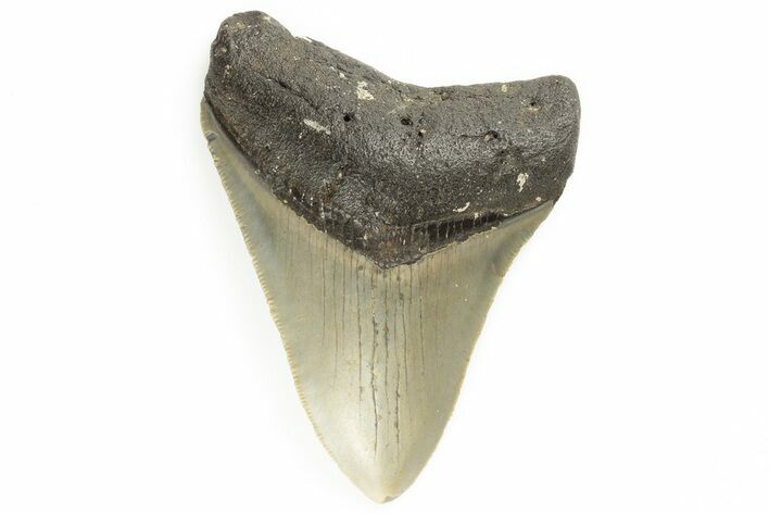 Serrated, Fossil Megalodon Tooth - North Carolina #190922